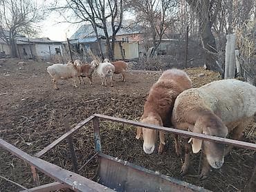 клетка для животных: Продаю | Овца (самка) | Для разведения | Матка — 1