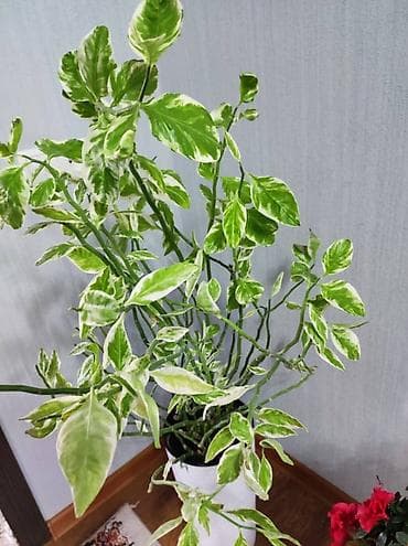 где можно купить вазу для цветов: Продается Комнатные растения в горшках — 3