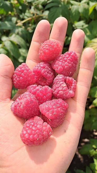 малиновое: Малина — 2