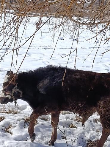 кролик гигант: Продаю | Бык (самец) | На откорм | Привязанные — 1