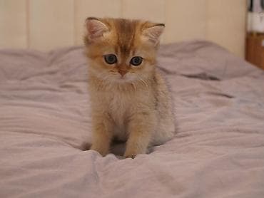 свинкс кошки: Скотиш Страйт (Шотландская прямоухая), 3 месяца, Девочка, Золотая шиншилла — 1
