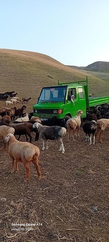 мерс 124 автомобил: Грузовик, Mercedes-Benz, Дубль, Б/у — 6