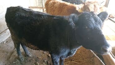 купить собаку доберман в бишкеке: Продаю | Бык (самец) | На откорм | Привязанные — 5