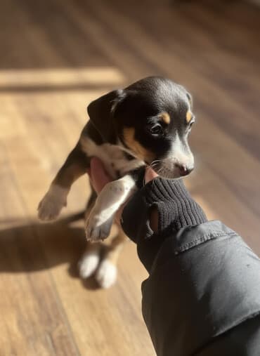 сколько стоит породистый щенок немецкой овчарки: Отдам щенков в добрые руки мама такса папа дворняшка — 2