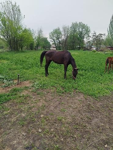 прокат лошади: Продаю | Кобыла (самка) | Для разведения — 4