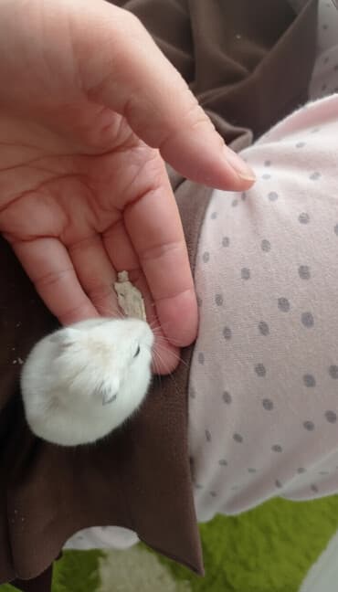 Чычкандар: Продаются джунгарские хомячки
светлых окрасов
Кара-Балта lalafo.kg да — 1 Чычкандар: Продаются джунгарские хомячки
светлых окрасов
Кара-Балта — 1