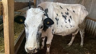 Продаю | Корова (самка) | Для молока