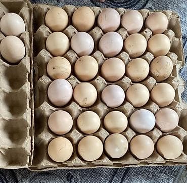 ысык куле: Инкубационные яйца домашней птицы - Яйца от бойтцового порода дакан — 1