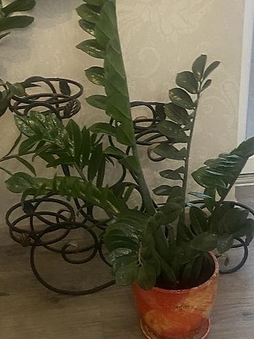 куплю деревья: Комнатные растения в горшках 1) Юкка (Yucca) в пластиковом кашпо: - — 4