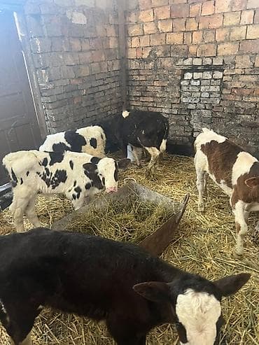 А/ч жаныбарларын сатам: Сатам | Музоо | Көбөйтүү үчүн — 1