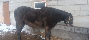 Продается лошадь темной масти (вороная/темно-гнедая) с крепким