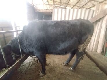 Услуги ветеринара: Продаю | Тёлка | Швицкая | На откорм | Привязанные — 5