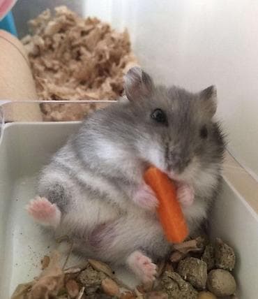 Крысы: ПРОДАЮ СИРИЙСКИХ И ДЖУНГАРСКИХ ХОМЯЧКОВ,А ТАК ЖЕ — 1