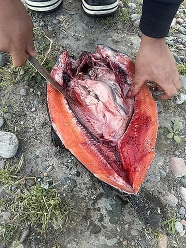 балык фарел: Кета/нерка (дико выловленная), разделка и полуфабрикаты. Форель - — 3