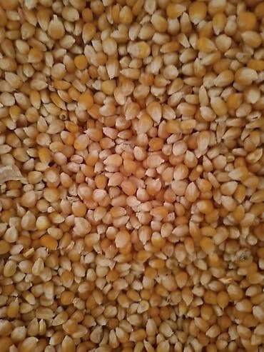 Кукуруза (зерно) для пищевого использования и домашних заготовок -