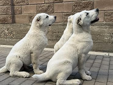 купить доберман: 3 месяца, Самец, С прививкой — 1