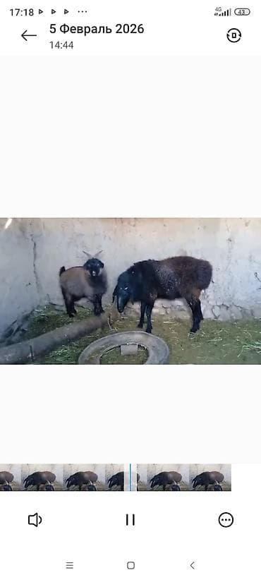 Птицы: Продаю | Баран (самец) | Для разведения | Племенные — 3