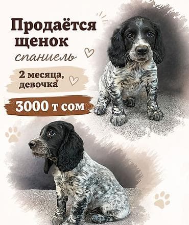 алабай шинки: Спаниель, 2 месяца, Самка, С прививкой — 1