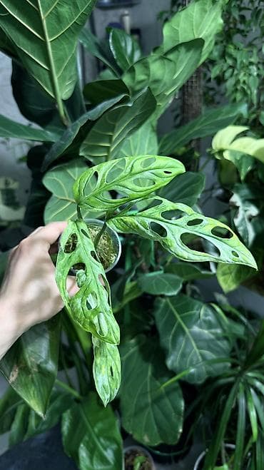 грунт цветочный: Монстера Тайское Созвездие 3 горшка по 1000с Посажены в хороший — 10