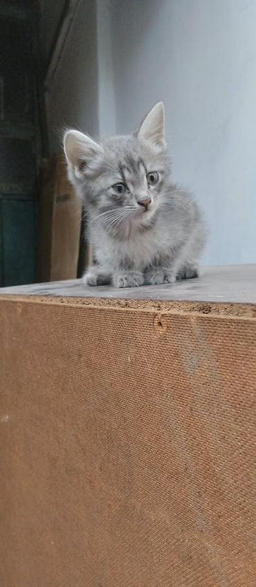 отдам кот: Беспородная, 2 месяца, Мальчик, Серый — 4