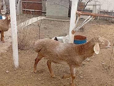 ара: Сатам | Кочкор (эркек) | Арашан | Көбөйтүү үчүн | Жасалма жол менен боозутуу — 8