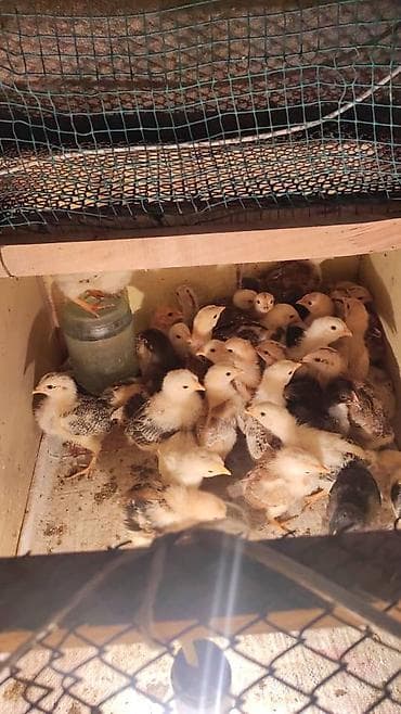 туша курицы: Продаю | Цыплята | Для разведения — 2