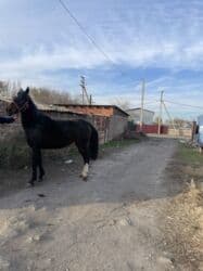 баран оптом: Сатам | Бээ (ургаачы) | Аргын | Жумушка — 4