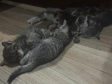 Котята – домашние, ласковые, активные. Мама метиска, папа русская — 7