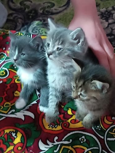 тигры: Котята домашние, разного окраса и шерстности. Описание: - Возраст — 4