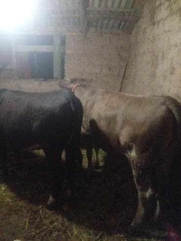 ангус корова: Продаю | Бык (самец), Тёлка, Музоо, торпок | На откорм | Привязанные — 4