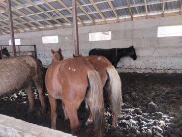 корова швист: Продаю | Кобыла (самка), Жеребец, Жеребенок — 1