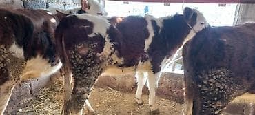 лабрадор ретривер цена: Продаю | Корова (самка) | Для разведения | Привязанные — 6