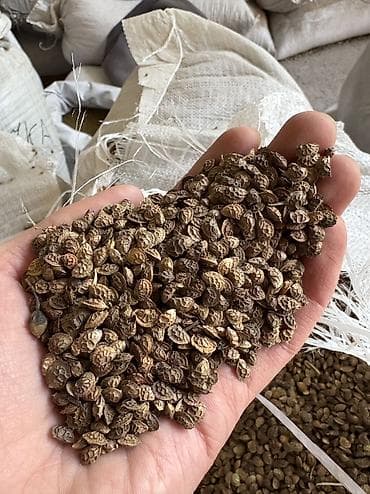 ЭСПАРЦЕТ Описание: Продаю семена эспарцета. Кормовая бобовая at lalafo.kg ЭСПАРЦЕТ Описание: Продаю семена эспарцета. Кормовая бобовая