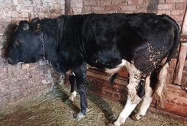 животные ош: Продаю | Бык (самец) | Полукровка | На откорм | Привязанные — 2