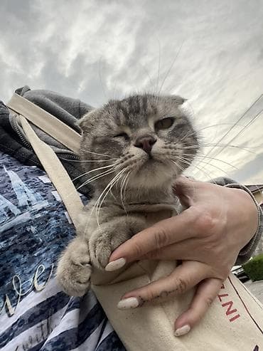 вислоухий кошка: Шотландская вислоухая кошка (Scottish Fold) - Окрас: серебристо-серый — 5