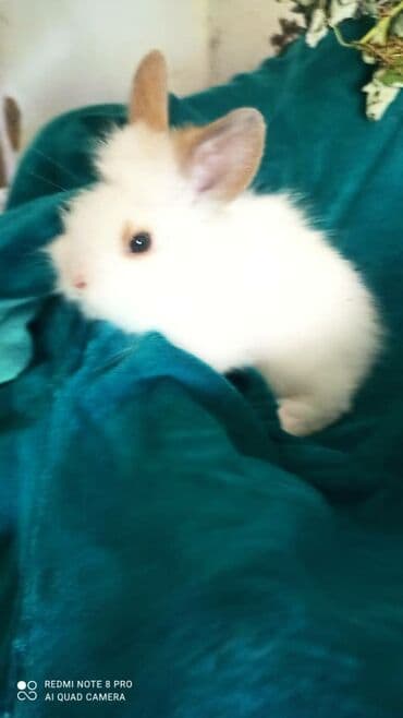 кролики декоративные купить: Пушистые домашнее белое чудо.в наличии всегда крольчата разных — 2