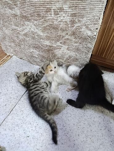 Животные: Котята-домоседы — игривые и ласковые малыши - Помёт из трёх котят — 2