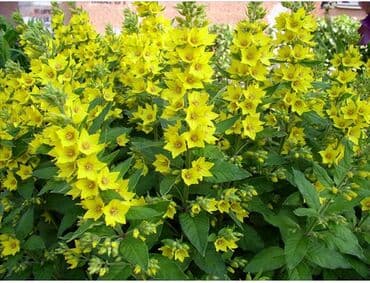 полька малина кочот: Продаю уличные многолетние цветы . Солнцелюбивые рас тения — 23