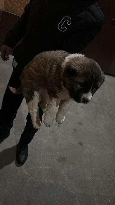 животные собаки: Алабай, 1 месяц, Самец, С прививкой — 1