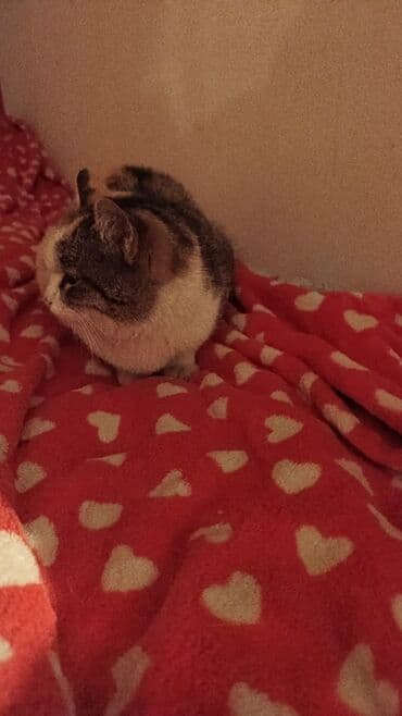 отдам котёнка в добрые руки: Беспородная, 5 месяцев, Девочка, Белый, Кастрирована, Приучена к лотку, Проглистована — 5