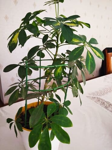 диффенбахия купить: Диффенбахии — 5