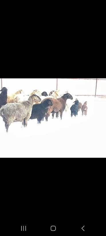 Собаки: Продаю | Овца (самка) | Полукровка | Для разведения | Племенные — 1