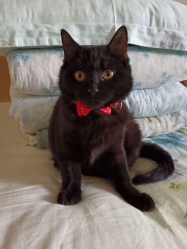 Котята ищут дом! Черный мальчик 4.5 мес. Полосатик девочка, 5.5 мес