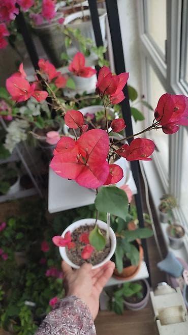 бегония: Бугенвиллея (Bougainvillea) в горшке, несколько сортов. Описание: - — 5