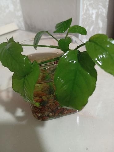 Комнатные растения: Аквариумное растение Анубиас (вероятно, Anubias barteri var. nana) — 2