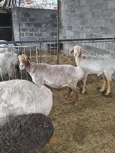 ротвейлер бишкек: Сатам | Козу | Арашан | Көбөйтүү үчүн — 6