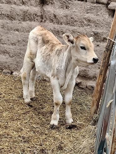 ветеринар вызов дом в бишкеке: Продаю | Бык (самец) | Полукровка | На откорм | Привязанные — 3
