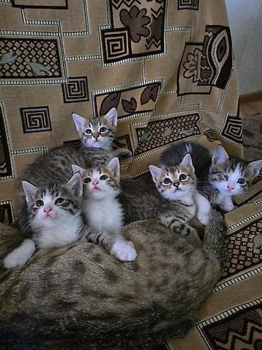 Котята домашние, помёт от короткошёрстной тигровой кошки. Окрас у
