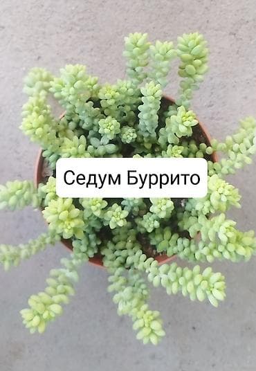 толстолобик: Продаю цветы — 7