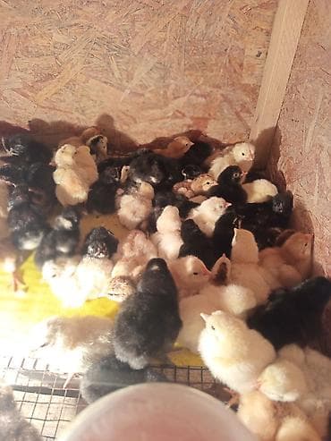 бишкек тай: Сатам | Балапандар | Үй | Көбөйтүү үчүн — 3